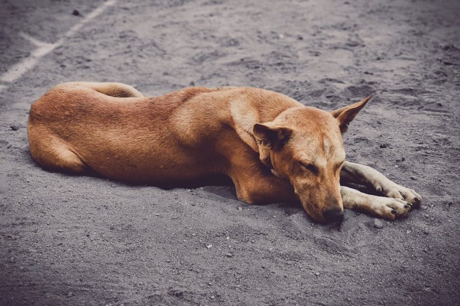 Siny język u psa – co oznacza i kiedy należy się martwić?
