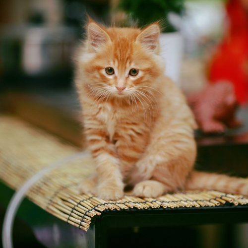 Płaczące koty: Dlaczego Twoje zwierzę ma załzawione oczy?