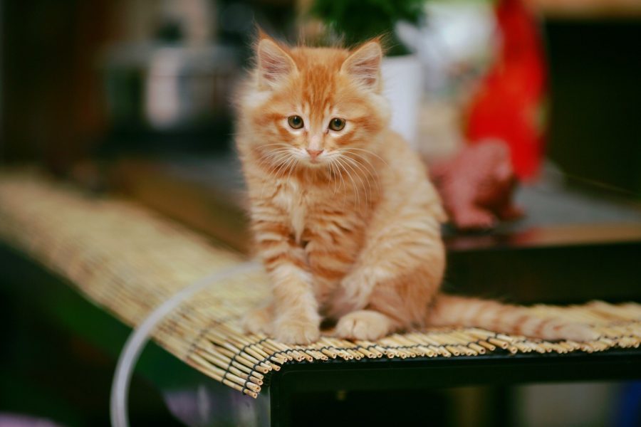 Płaczące koty: Dlaczego Twoje zwierzę ma załzawione oczy?