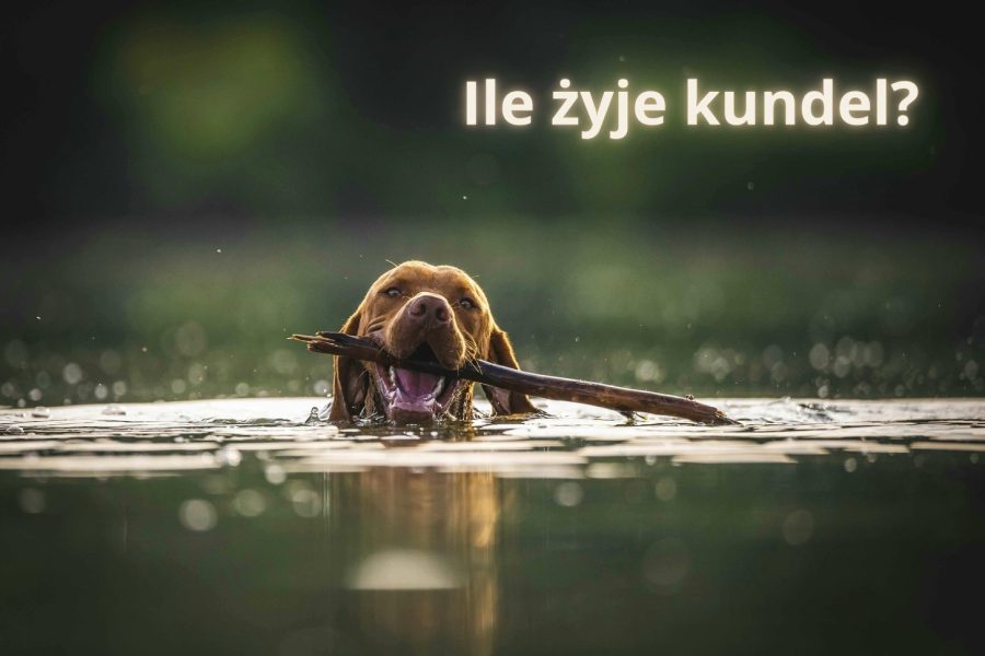 Ile żyją kundelki? Odkryj tajemnice długowieczności psów mieszanych