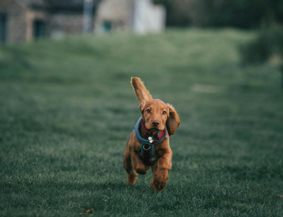 Jak długo żyją pchły w domu i jak skutecznie je zwalczyć