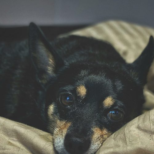 Przepuklina pachwinowa u psów: objawy, leczenie i profilaktyka