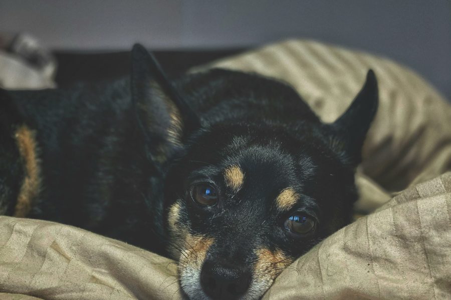 Przepuklina pachwinowa u psów: objawy, leczenie i profilaktyka